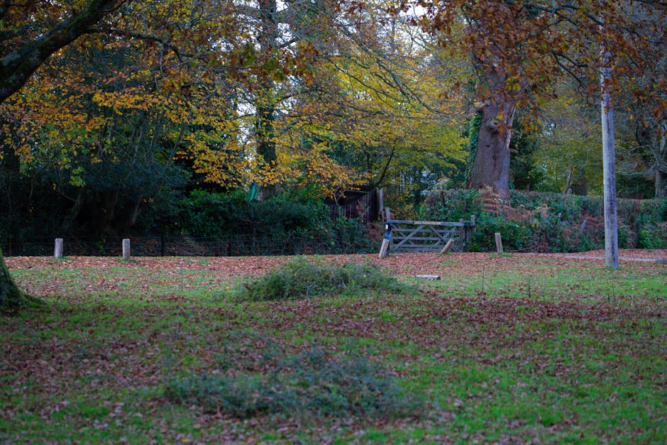 A peaceful outdoor garden scene featuring a grassy area covered with fallen autumn leaves in shades of brown, orange, and yellow. In the background, tall trees with partly orange, yellow, and green foliage create a canopy overhead. To the right, a wooden utility pole stands upright, supporting a wire that runs across the scene. In the middle ground, there is a small wooden gate attached to a low fencing structure that separates the garden from a densely filled area of shrubs and bushes. On the left side, a large tree with rugged, textured bark looms over the scene, while the foreground includes low patches of grass and scattered shrubs. The lighting suggests late afternoon or early evening with soft, diffused natural light, and the overall scene conveys a quiet, rural environment that could be associated with private property where rubbish removal services, such as garden waste collection or on-site clearance, might be relevant. The presence of natural debris and the setting within a garden or park area aligns with needs for professional waste management, exemplified by companies like Rubbish Removal Bromley, offering alternative waste handling solutions.